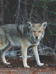 Bones-Eating Marriag