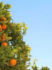 lt;Honor calls for N