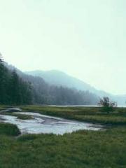 Rebirth of the Urban