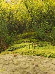 Becoming a solitary 