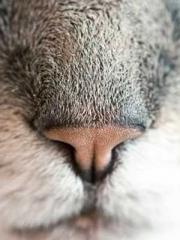 Mr. Gu, your wife is