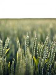 lt;lt;All in, my dec