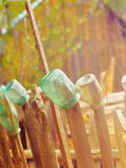 My pets are all amaz