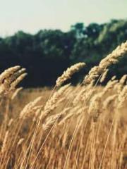 lt;divgt;MMORPG: Obt