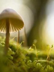 lt;lt;Legend of Yunx