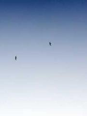 The Taoist nun was f